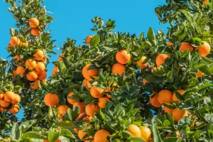 Los minerales que ayudan a los �rboles a dar sus frutos en poco tiempo