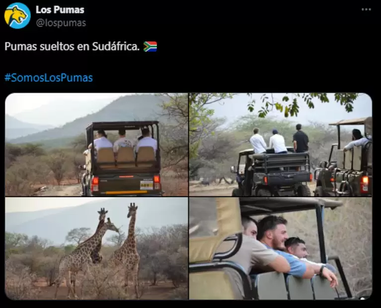 Los Pumas de safari