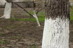 Cu�les son los beneficios de aplicar cal a los �rboles frutales