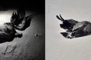 Denuncian la muerte violenta de cuatro cndores en Fiambal