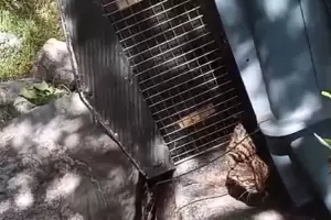 Liberan un gato monts en El Gracin