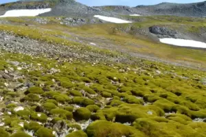 La Antrtida cambia de color por el deshielo: las imgenes que preocupan