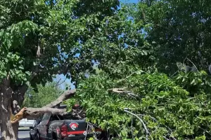 Debido a vientos fuertes, una rama de gran porte cay sobre una camioneta