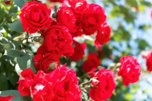 Cmo reproducir rosales en casa en simples pasos