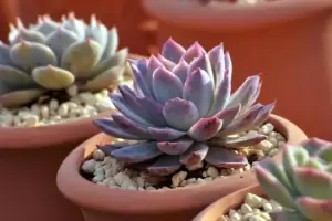 El mejor truco para evitar que tus suculentas se quemen