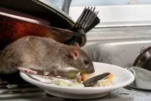 Cmo evitar que las ratas entren a tu casa con trucos sencillos