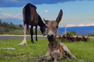 Polic�as ayudaron a parir a una yegua