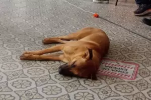 "Rubio", el inesperado estudiante que acompaa la lucha universitaria