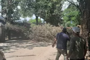 Efecto viento: cada de rboles en Valle Viejo y en F.M.E