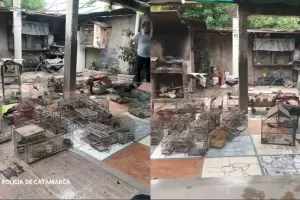 Secuestran aves y tramperas en el sur de la Capital