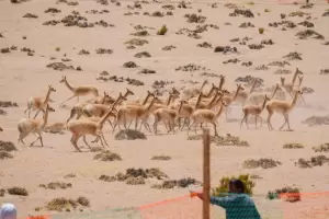 Comenz la temporada de esquila de vicuas