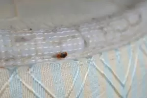 El infalible truco para eliminar por completo las chinches del hogar