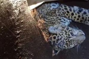 Encontraron a quien atropell a la yaguaret y deber pagar una multa millonaria