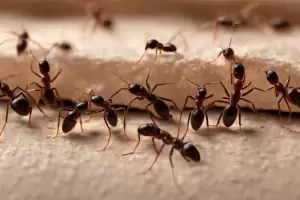 El increble truco casero para eliminar las hormigas del hogar para siempre