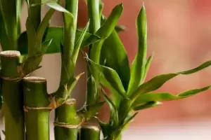 Dnde tens que colocar tu planta de Bamb en casa para atraer dinero y buena suerte