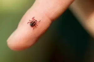 El infalible truco que elimina para siempre las garrapatas del perro