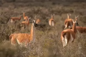 Cinco provincias advirtieron que la superpoblacin de guanacos