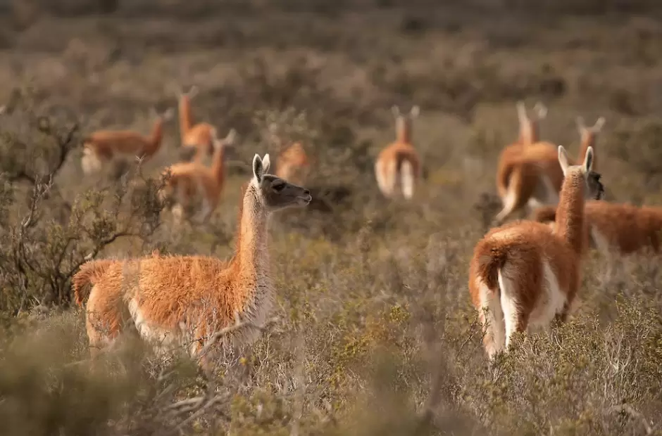 Guanacos