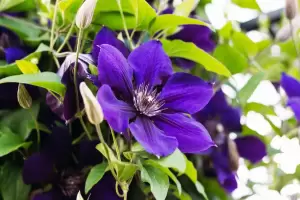 Cules son las plantas trepadoras que son resistentes al fro y dan flores todo el ao