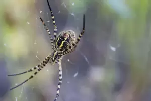 Cmo alejar las araas de la casa