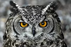 Segn las leyendas Qu pasa si un bho aparece cerca de tu casa?