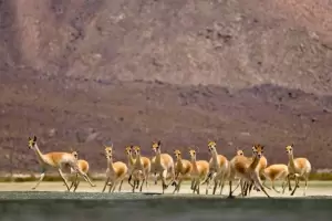 Con posibilidades de exportacin, contina la temporada de esquila de vicua