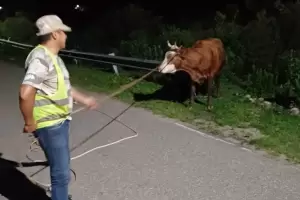 Secuestran dieciseis animales sueltos en Andalgal