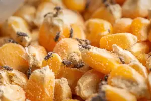 Cmo eliminar a los gorgojos de tu alacena en simples pasos