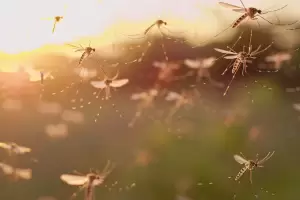 Dengue en verano: los casos se mantienen estables en Argentina