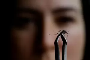 Cmo ahuyentar a los mosquitos sin utilizar qumicos