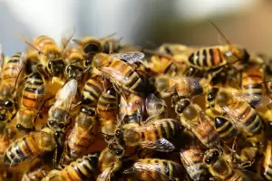 Cuatro personas fueron atacadas por abejas en Los Altos