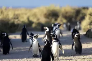 Histrico: condenaron al acusado de la matanza de pinginos en Punta Tombo