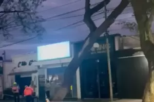 Cay otro rbol en la Avenida Presidente Castillo