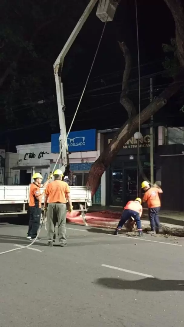 arbol-avda pres castillo