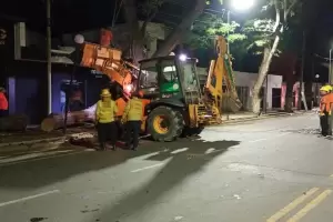 Lograron retirar el rbol que cay en Avenida Presidente Castillo