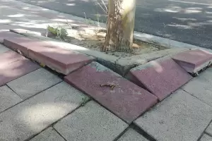 Estos son los rboles que jams debes plantar en la vereda