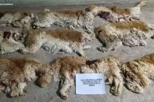 Aprehendieron a tres salte�os por caza furtiva de vicu�as