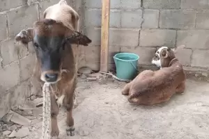 Intentaron robar dos terneros y terminaron aprehendidos