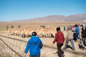 Postulan al Chaku como Patrimonio Inmaterial de la Humanidad