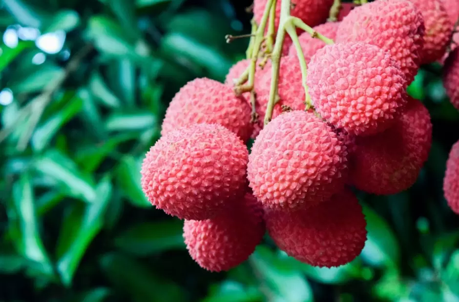 Litchi