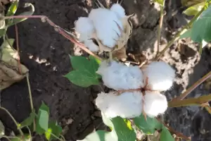 Catamarca apuesta a nuevas variedades de algod�n