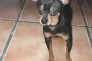 Policas recuperaron a un perrito robado