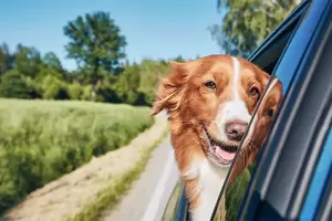Qu significa que mi perro adore viajar en auto?, segn especialistas