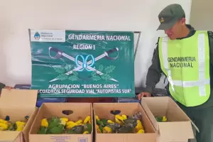 Gendarmera rescat 94 cotorras en un control vehicular