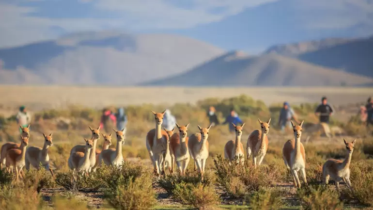 municipalidad de villa vil-9