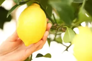 Cada cunto hay que regar el limonero para que crezca fuerte y rpido, segn un jardinero