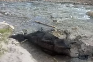 Productores de La Herradura piden ayuda por la mortandad de animales