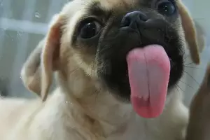 Paso a paso: Cmo cepillarle los dientes a tu perro sin que sufra?