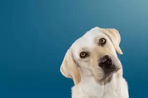 Cmo proteger a los perros de la pirotecnia en Navidad y Ao Nuevo?