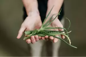 Dnde poner la planta de aloe vera para atraer la abundancia al hogar